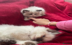 Ragdoll cats for sale: Gorgeous Ragdoll Kittens - Image 31