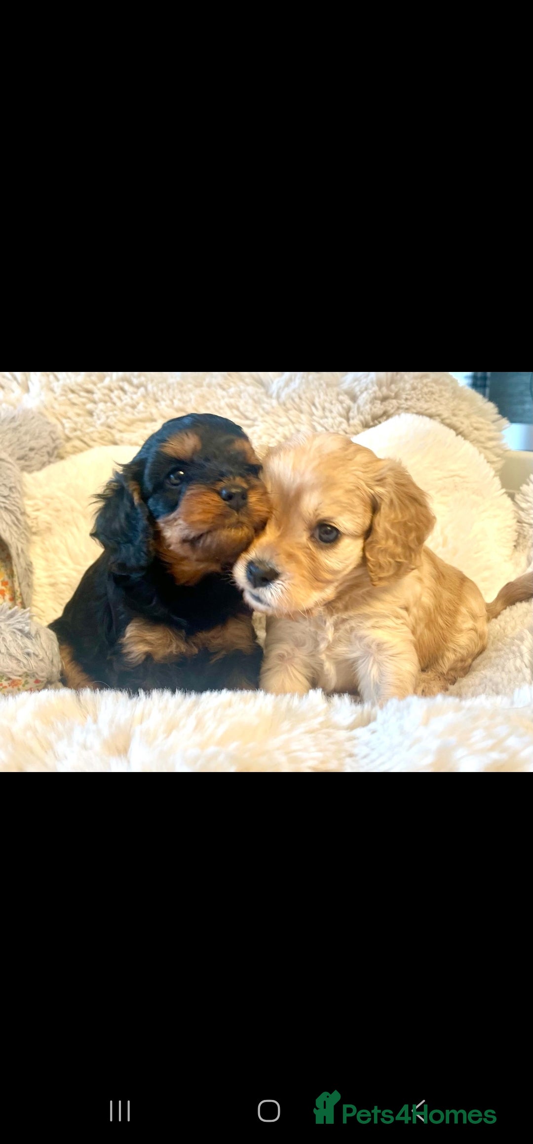 Toy Poodle dogs for stud: Toy poodle stud boy  in Blackburn - Advert 27