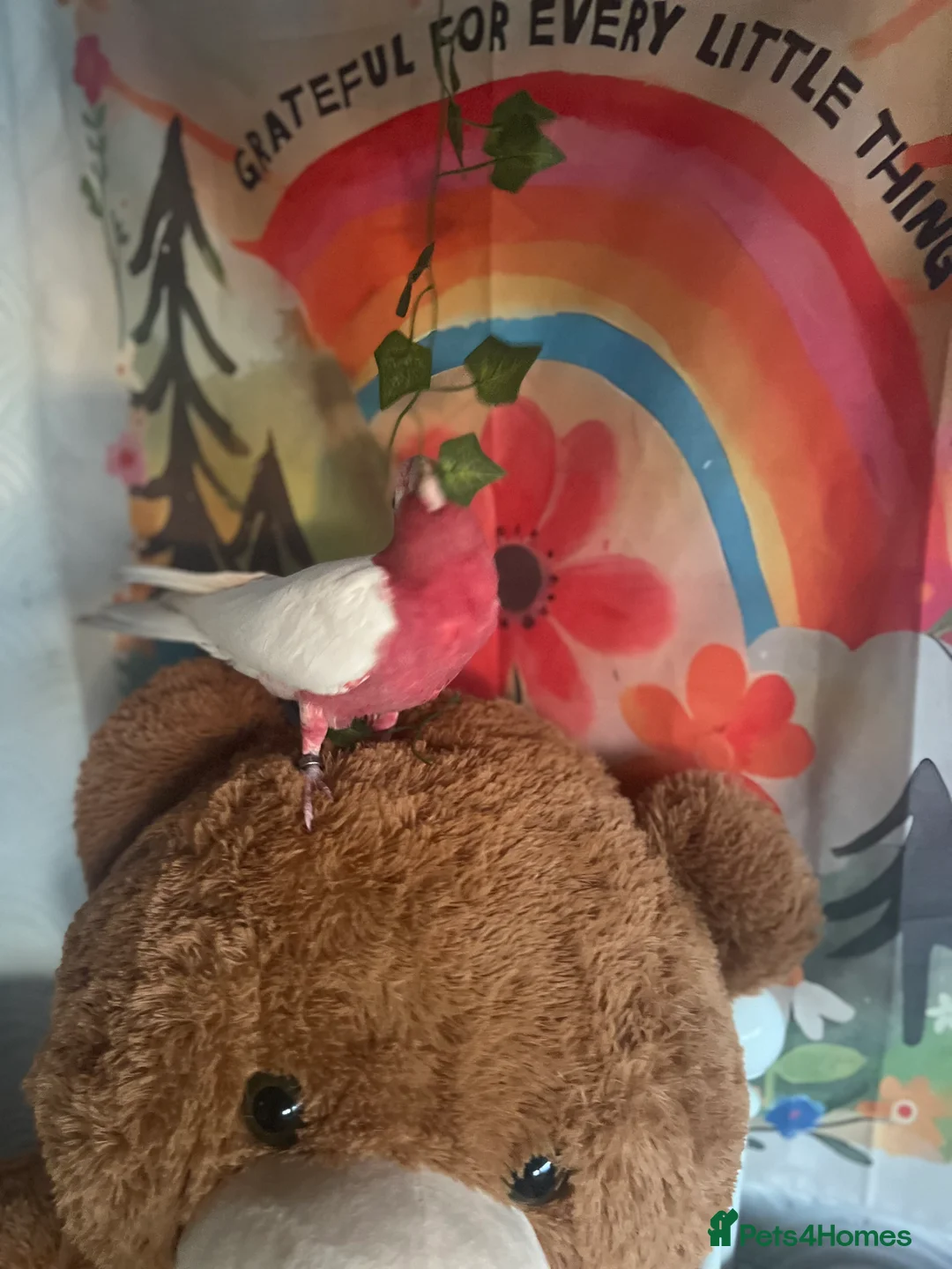 Parrots birds for sale: Rare Galah Lutino male  - Advert 12