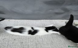 Domestic Shorthair cats for sale: mother cat and 4 kittens all together - Image 6