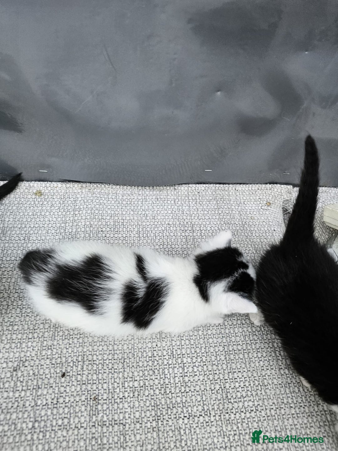 Domestic Shorthair cats for sale: mother cat and 4 kittens all together - Image 6