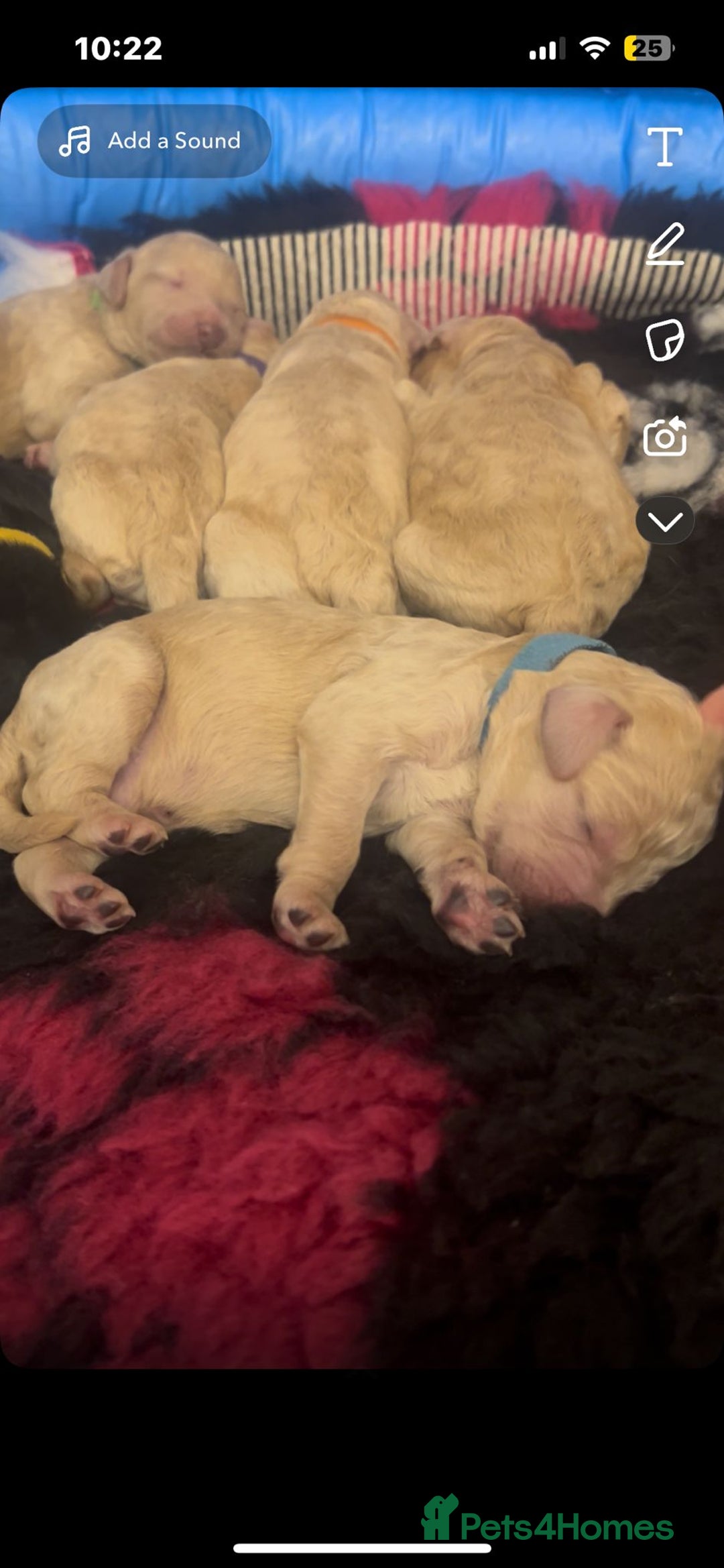 Standard Poodle dogs for sale: Standard poodles - Image 2