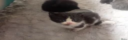 Persian cats for sale:  8 Persian kittens, Blue, Black and Black & White. - Advert 27