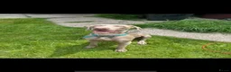Weimaraner dogs for sale: Max 2 years old  - Advert 6