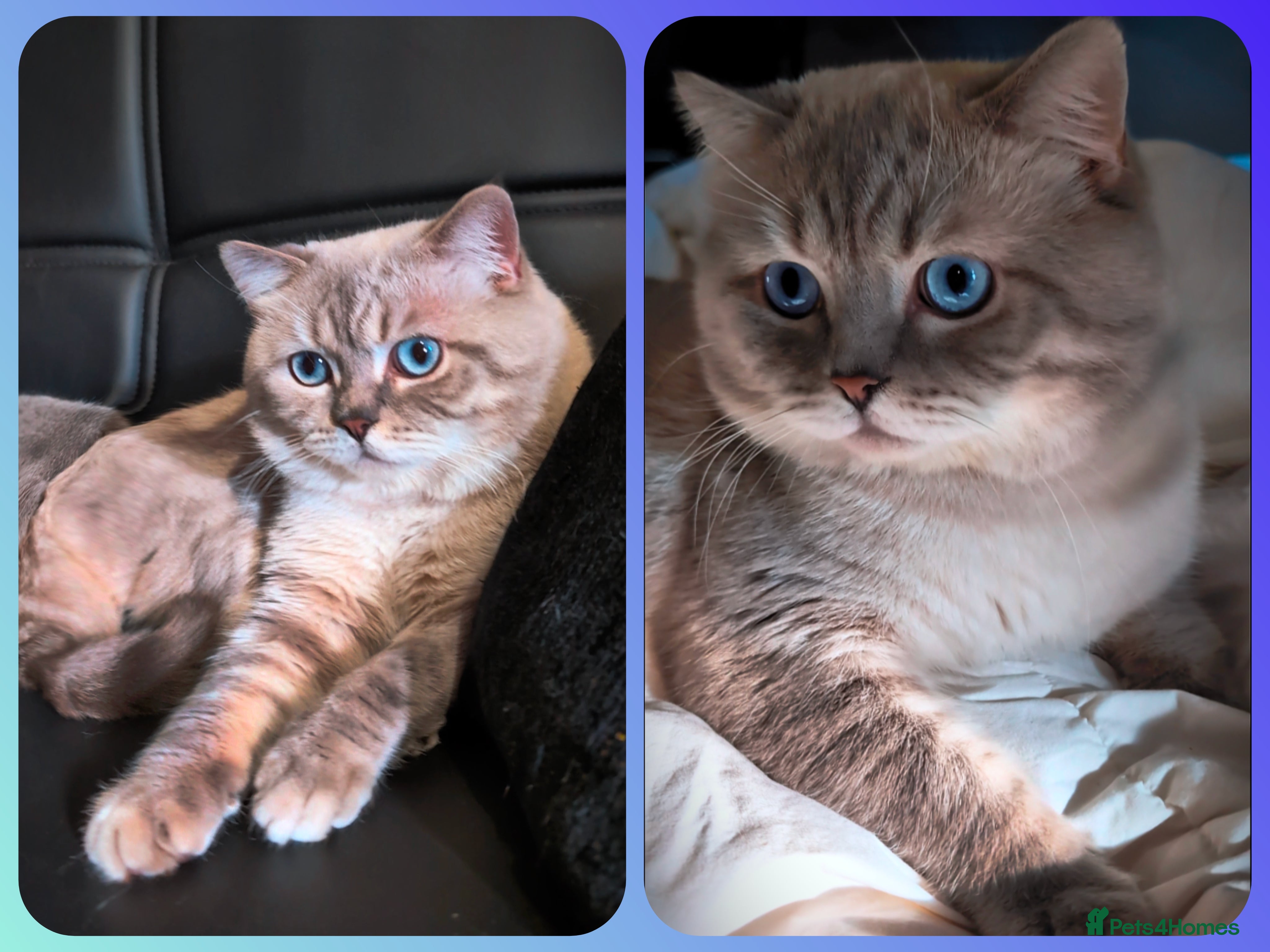 British Shorthair cats 💦PROVEN Stud‼️GCCF & TICA reg‼️🐾COLORPOINT🐾BSH  in London - Advert 9