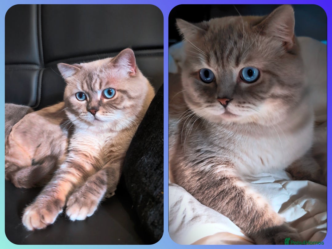British Shorthair cats for stud: 💦PROVEN Stud‼️GCCF & TICA reg‼️🐾COLORPOINT🐾BSH  in London - Advert 1