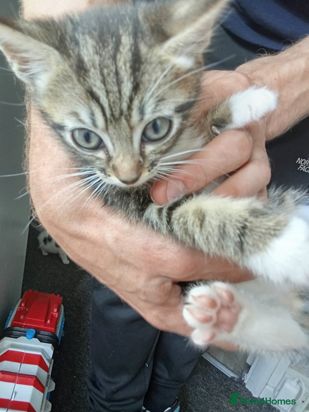 Mixed Breed cats for sale: Kittens for sale  - Image 12