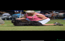 Lhasa Apso dogs for sale: Gorgeous black male  - Image 3