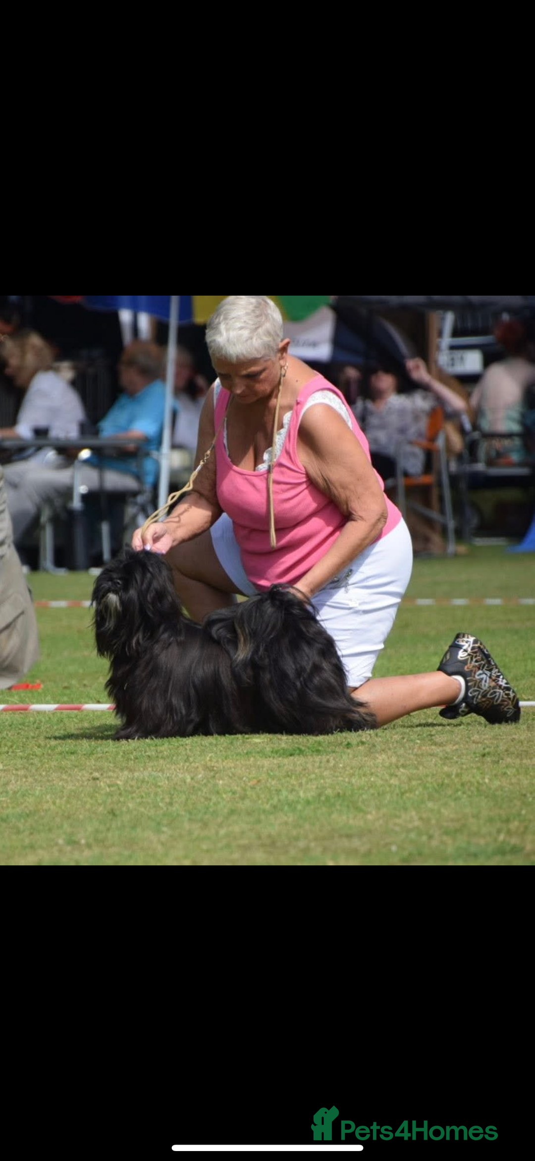 Lhasa Apso dogs for sale: Gorgeous black male  - Image 3