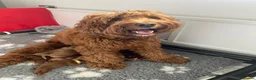 Australian Labradoodle dogs for sale: Australian labradoodles - Advert 10