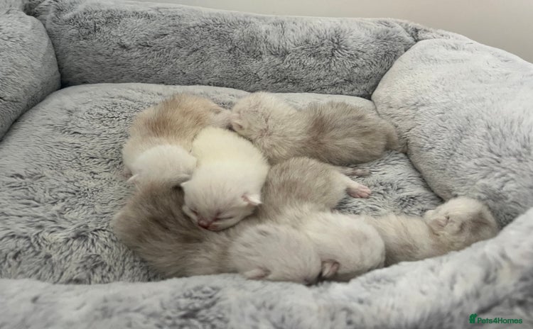 Scottish Fold cats - Advert 6
