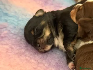 Chiweenie dogs Chiweenie boy - last one! - Advert 13