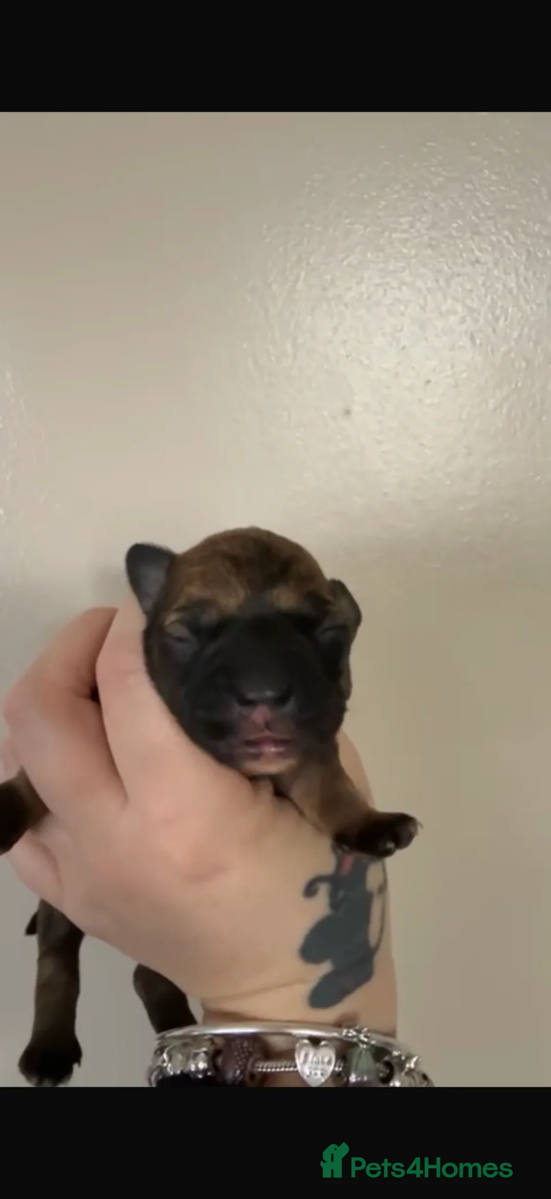 Mixed Breed dogs for sale: Gorgeous Frenchie x chihuahua girl - Advert 4