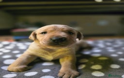 Labrador Retriever dogs for sale: Beautiful Labradors. Ready in time for Christmas - Image 26