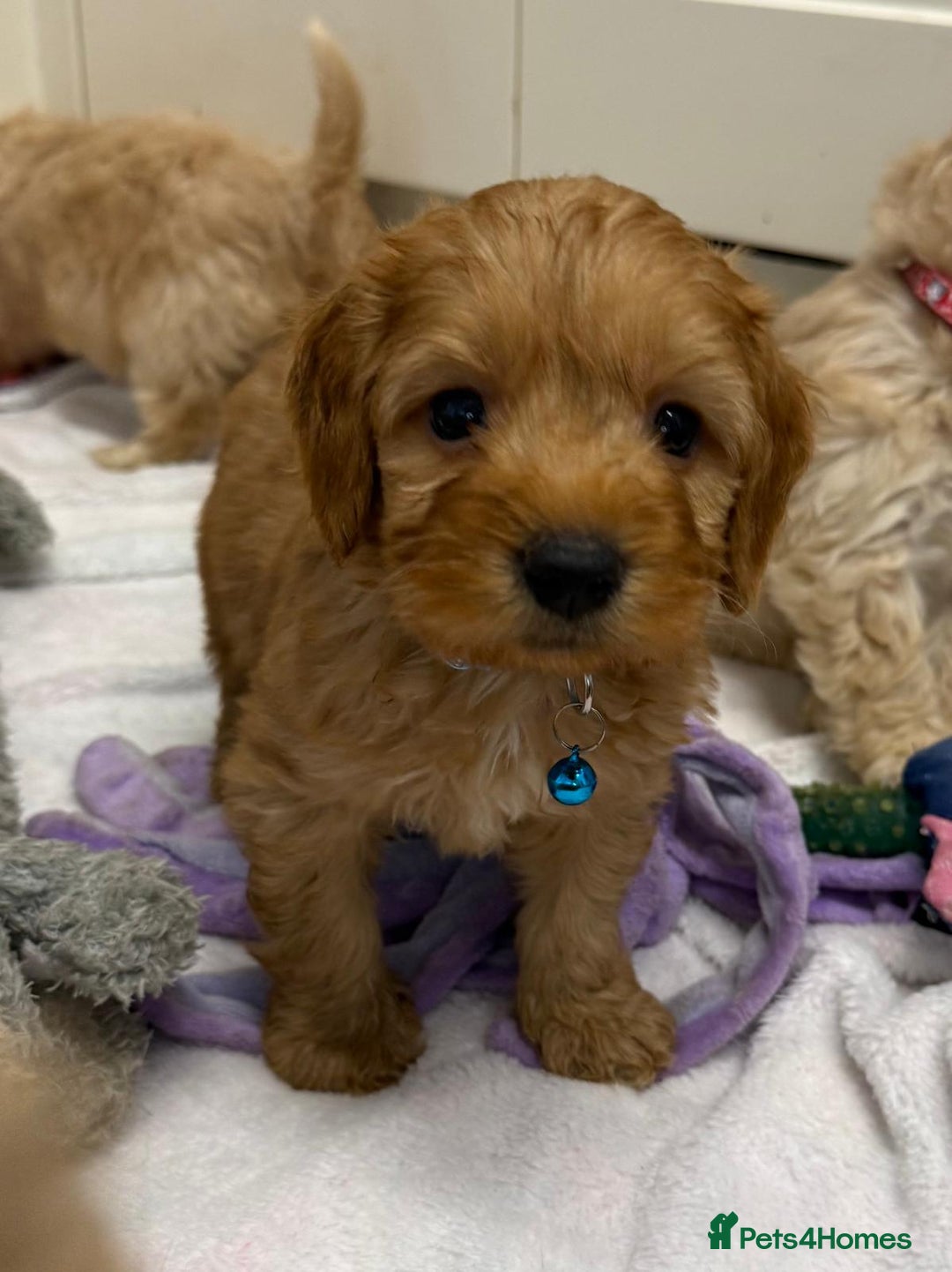 Cockapoo dogs for sale: Bred From Health Tested Parents - Advert 16