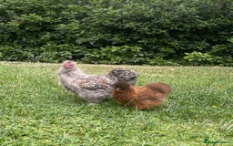 Chickens poultry for sale: Silkies - Dave and Barbara  - Image 1