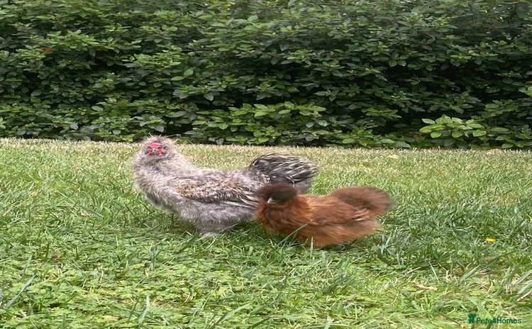 Chickens poultry - Advert 2