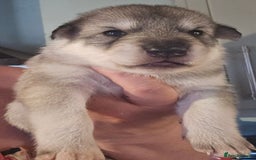 Northern Inuit dogs for sale: Tamaskan Puppies - Image 3
