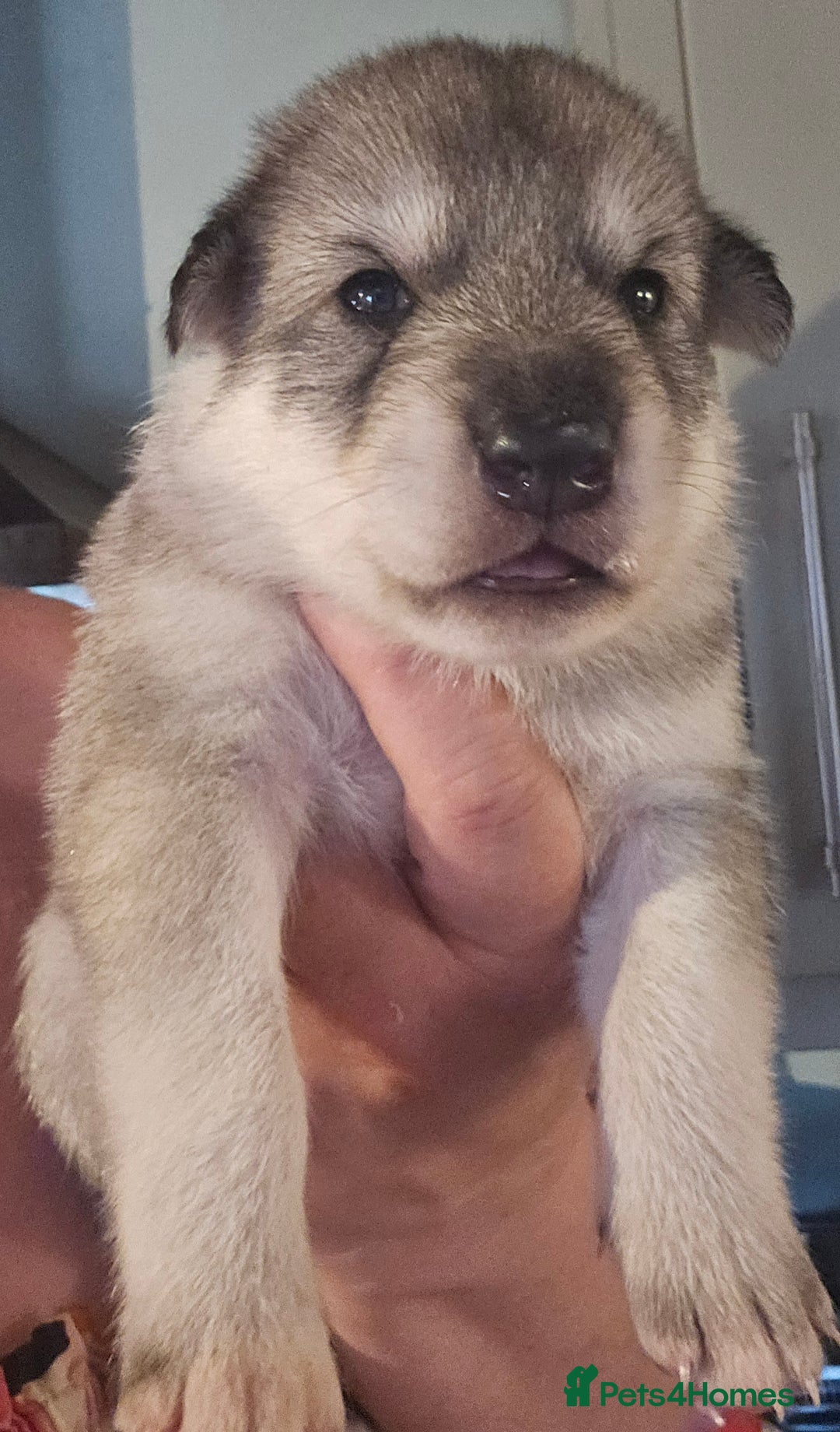 Northern Inuit dogs for sale: Tamaskan Puppies - Image 3