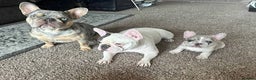 French Bulldog dogs for sale: 😍 Beautiful french bulldog puppies 🥰 - Advert 2