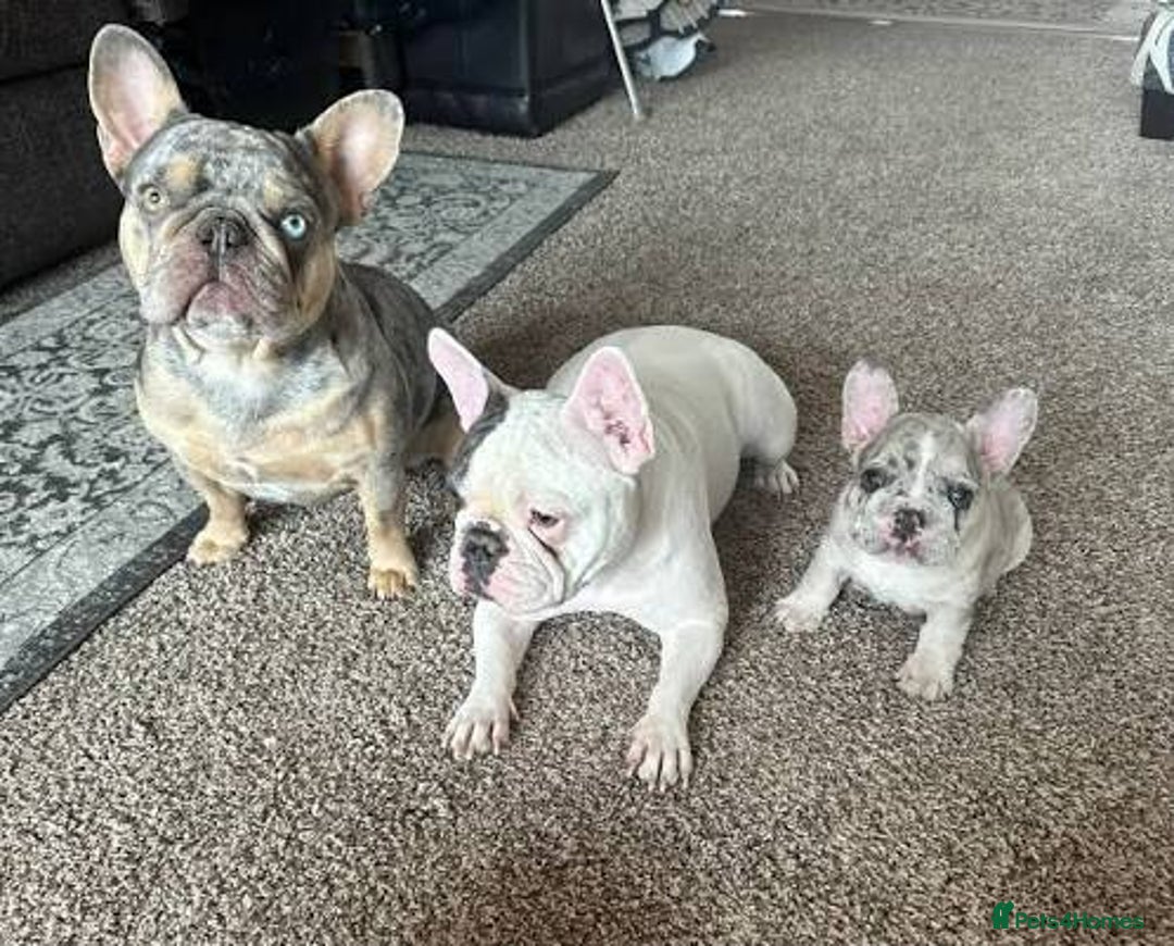 French Bulldog dogs for sale: 😍 Beautiful french bulldog puppies 🥰 - Advert 2