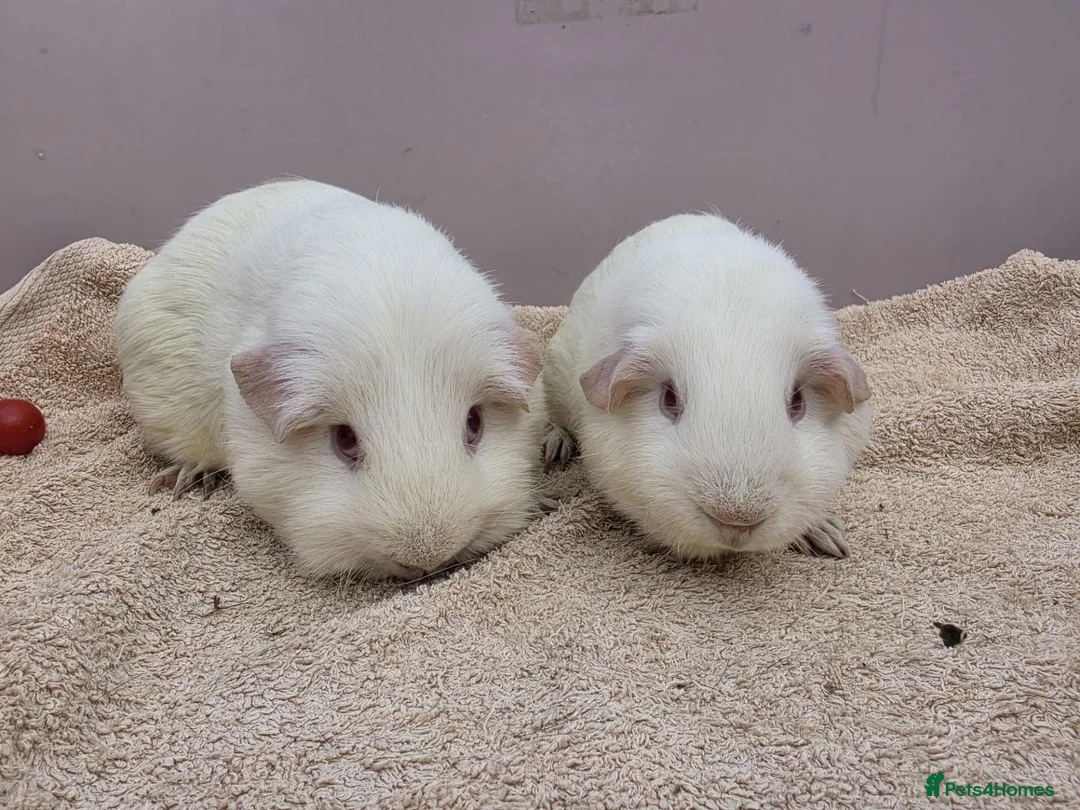 Guinea Pig rodents for sale: Guinea pig boars pet homes  in Lowestoft - Advert 2