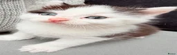 Mixed Breed cats for sale: Adorable male kitten - Advert 12
