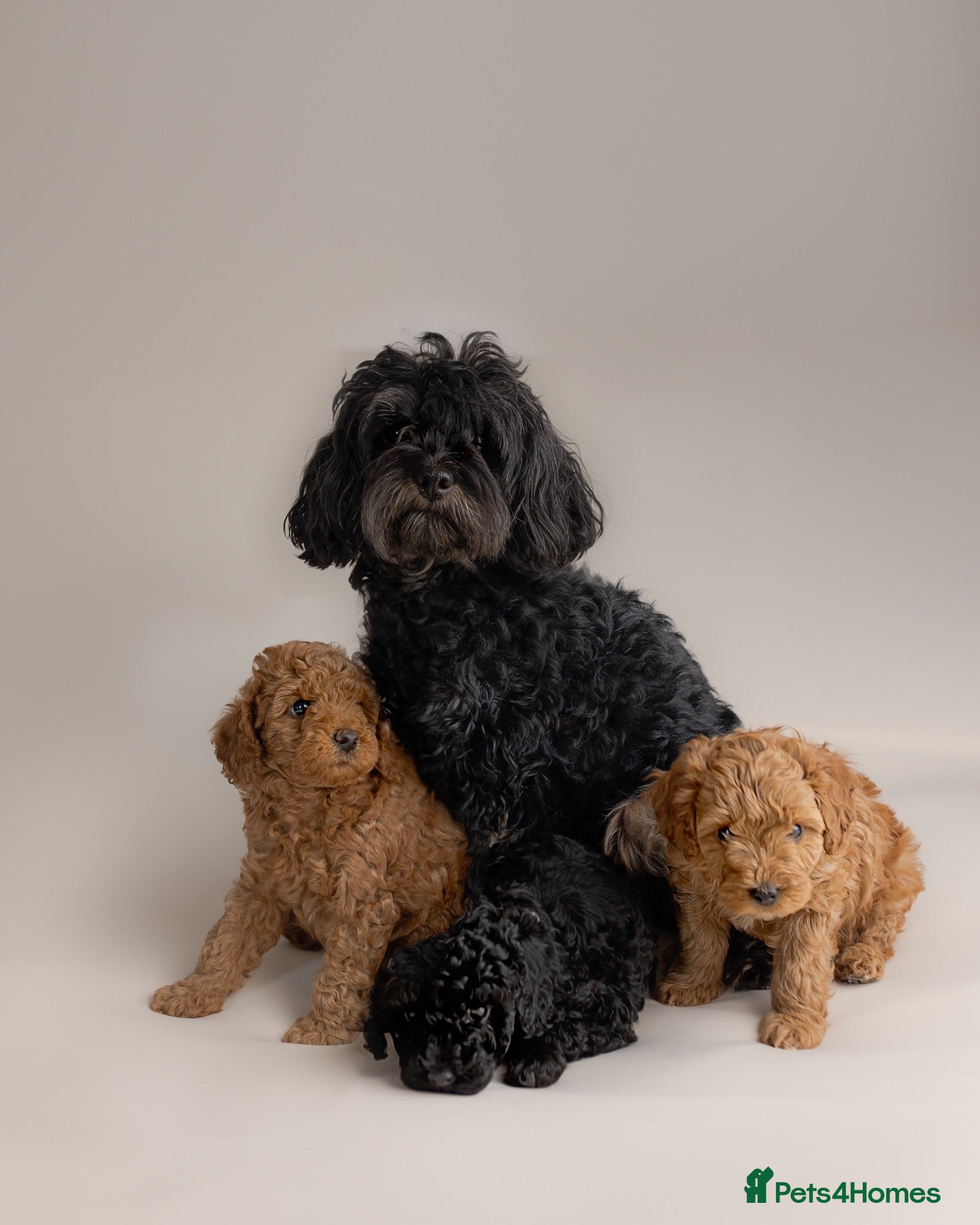 Cavapoo dogs Beautiful F1b Cavapoo Girls | Ready Soon - Advert 17