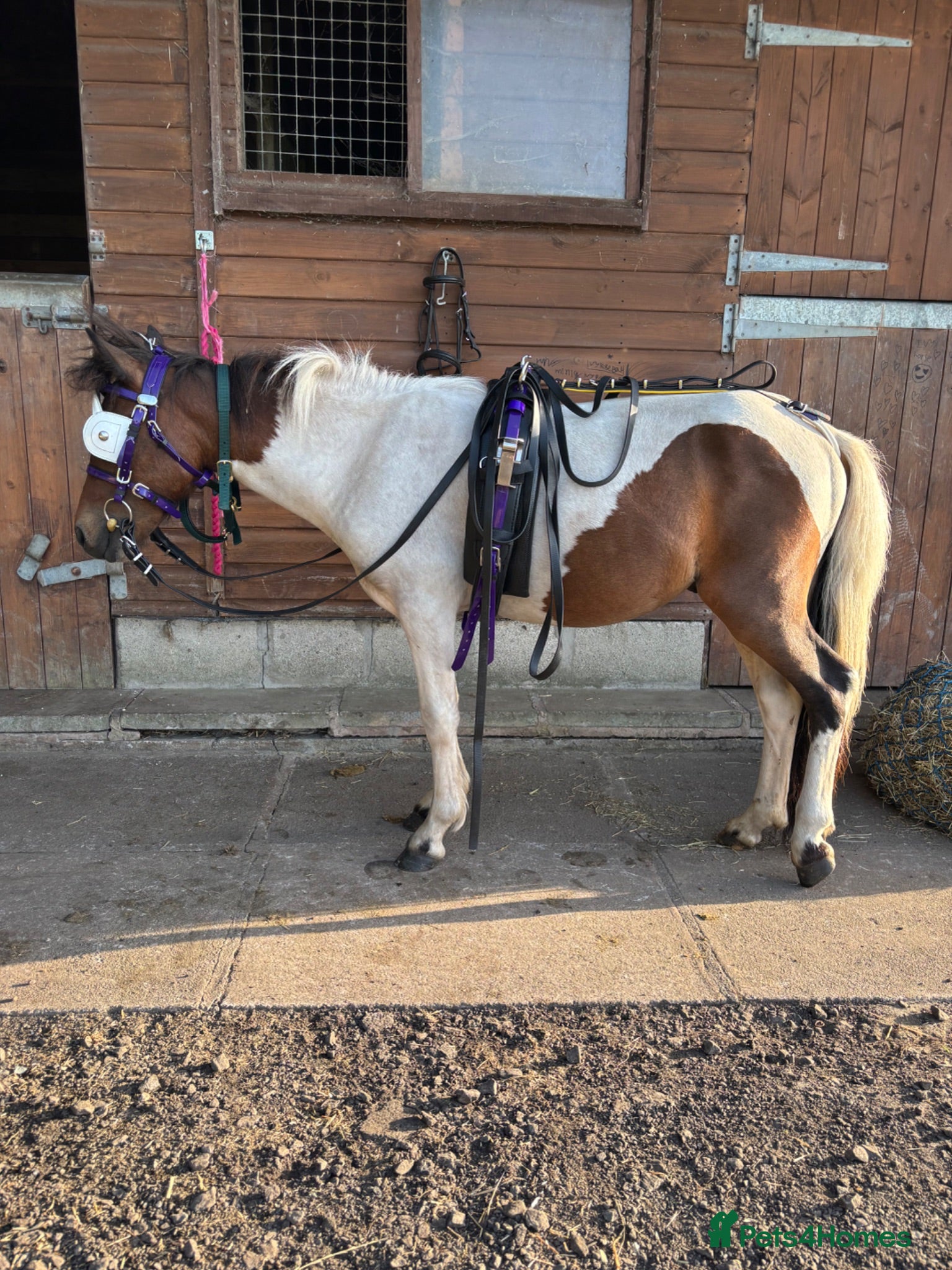 Other Breed horses Mini trotter for sale  - Advert 4