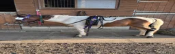 Other Breed horses for sale: Mini trotter for sale  - Advert 1