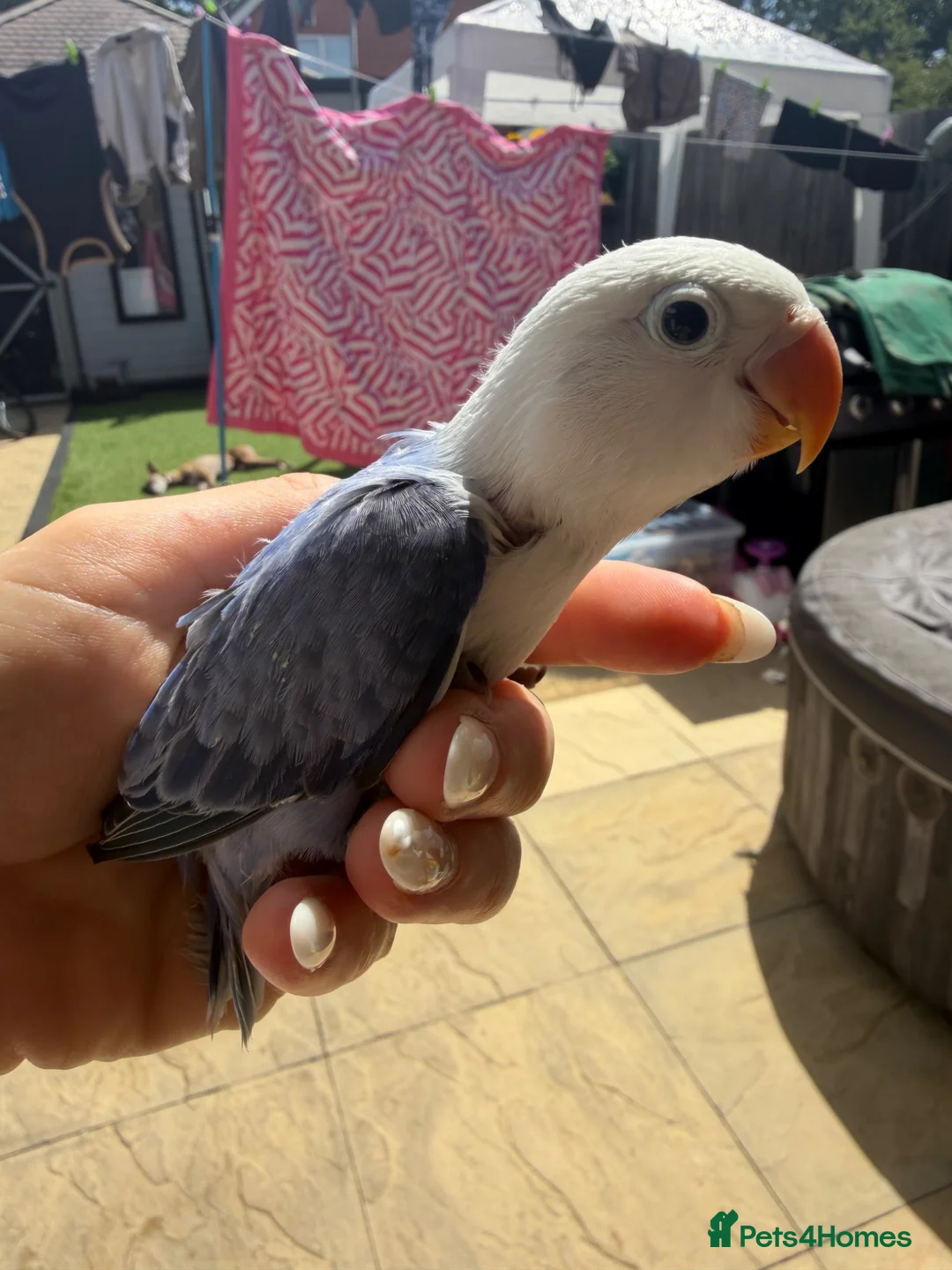 Lovebirds birds for sale: Dog tame hand reared love birds - Advert 5