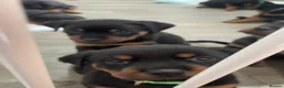 Rottweiler dogs for sale: Rottweiler Puppies - Advert 26