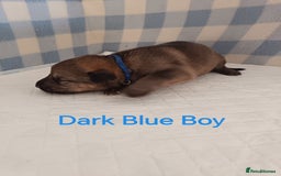 German Shepherd dogs for sale: German Shepherd Puppies - Image 8