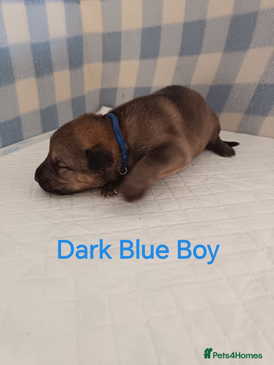 German Shepherd dogs for sale: German Shepherd Puppies - Image 8