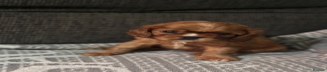 Cavalier King Charles Spaniel Puppy 2