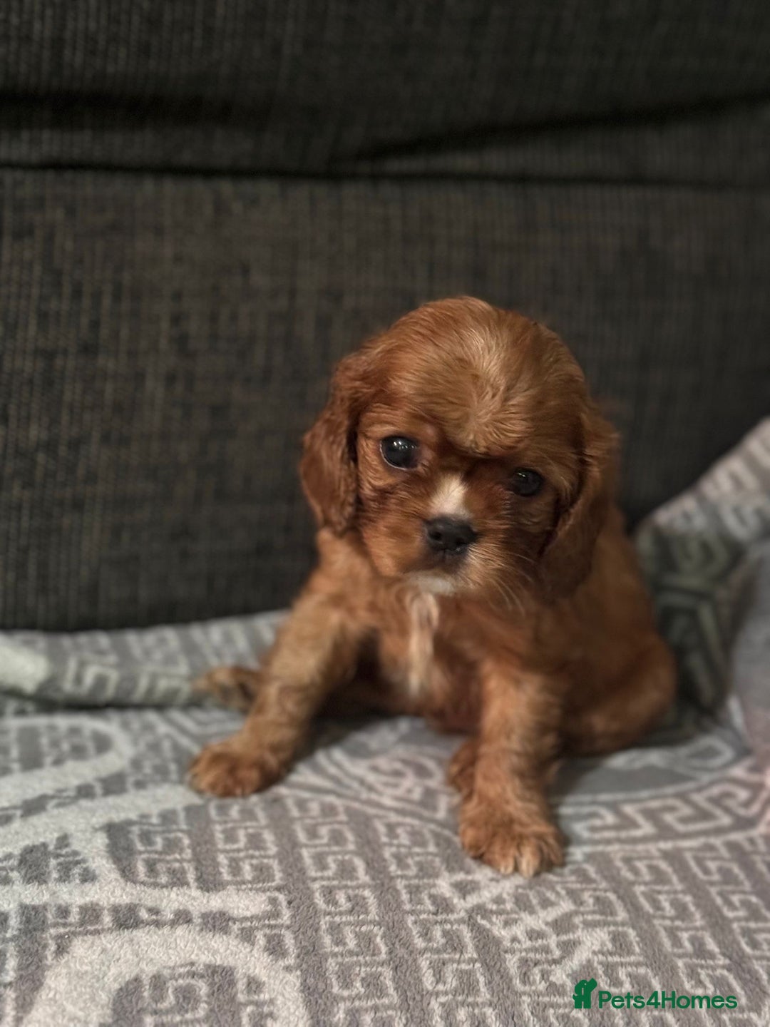 Cavalier King Charles Spaniel dogs for sale: Cavalier King Charles Spaniel - Image 6