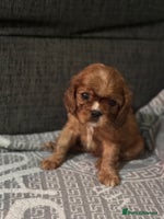 Cavalier King Charles Spaniel dogs - Advert 6