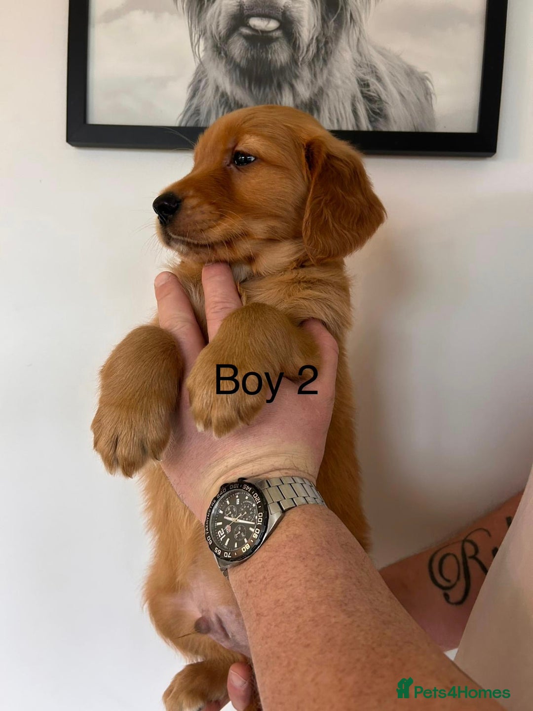 Golden Retriever dogs for sale: Dark Working Golden Retriever puppies - Advert 4