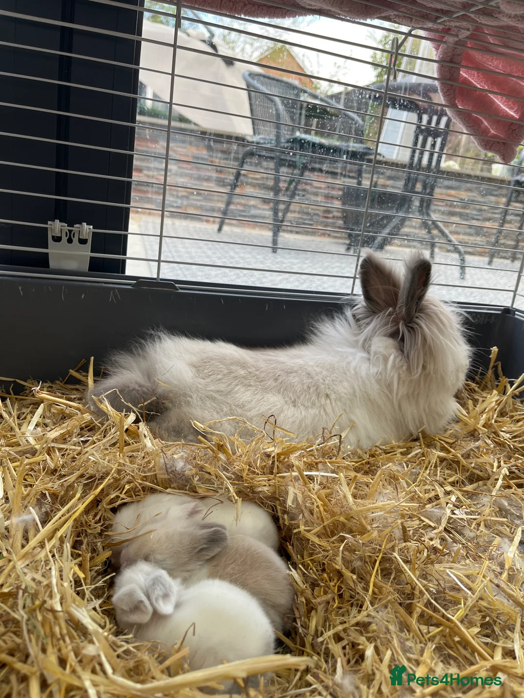 Lionhead rabbits for sale: Lionhead Bunnies  - Advert 1