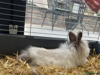 Lionhead rabbits Lionhead Bunnies - Advert 1