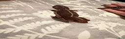 Gecko reptiles for sale: Two African fat tail gecko with set up  in Birmingham - Advert 3
