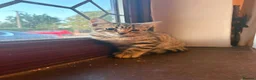 Bengal cats for sale: Beautiful Bengal x kittens for sale - Advert 3