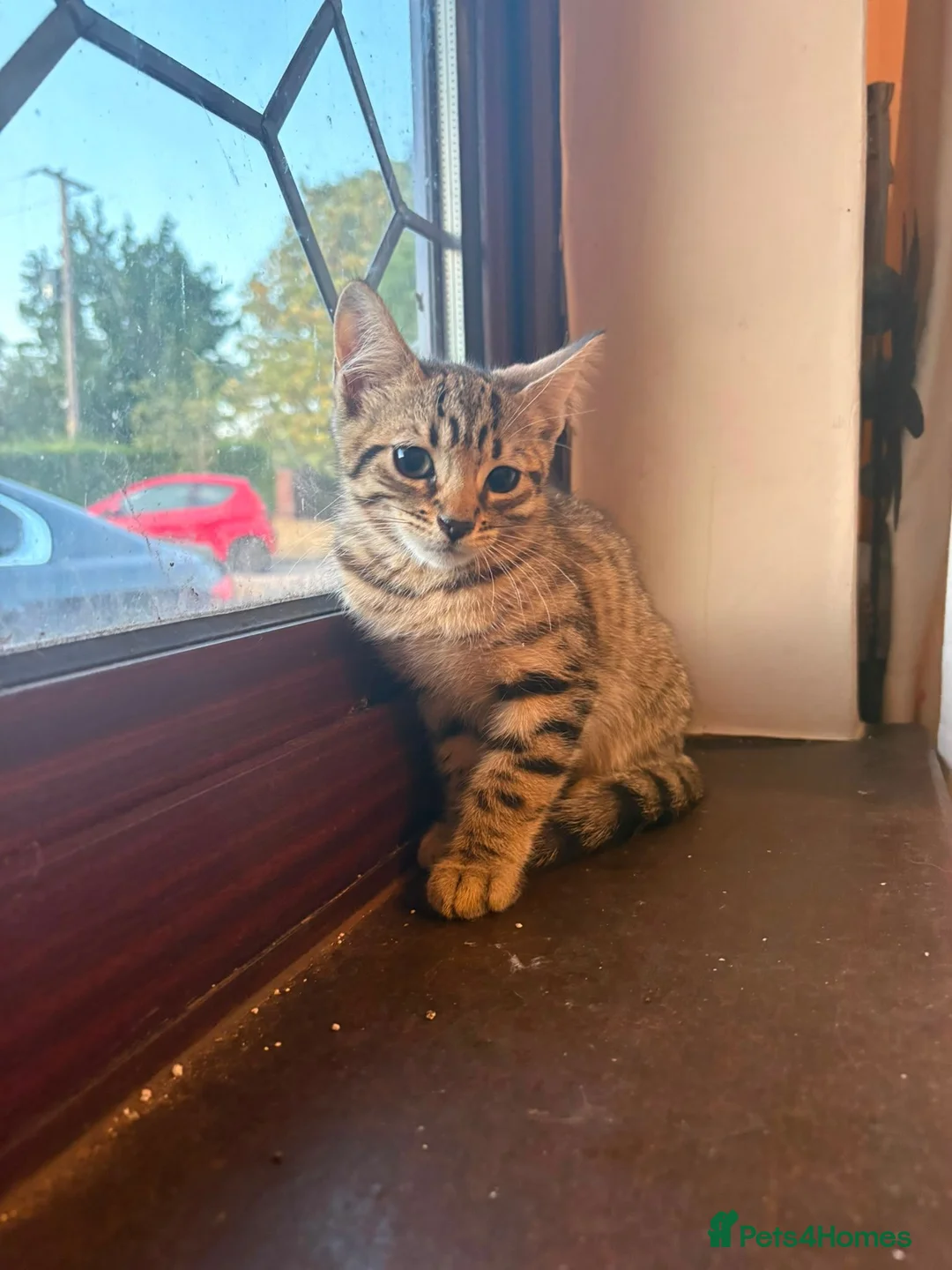 Bengal cats for sale: Beautiful Bengal x kittens for sale - Advert 3
