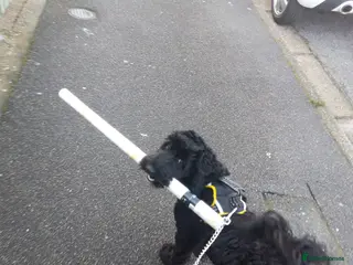 Cockapoo dogs This is rusty hes a loveable rouge in Skegness - Advert 3