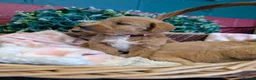 Australian Labradoodle dogs for sale: Stunning Red Australian Labradoodle puppies  - Advert 17