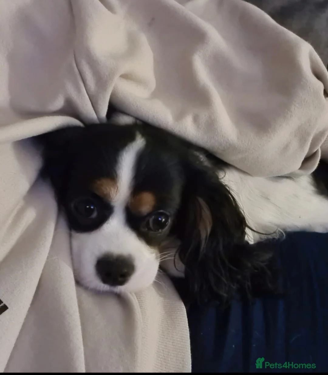 Cavapoo dogs for sale: 🩷🩵SMALL TOY🐶CAVAPOO PUPS🐶HEALTH DNA TESTED🩵🩷 - Advert 26