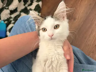 Mixed Breed cats Mum & kittens - Advert 6