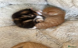 Mixed Breed cats for sale: British mixed breed - Image 7