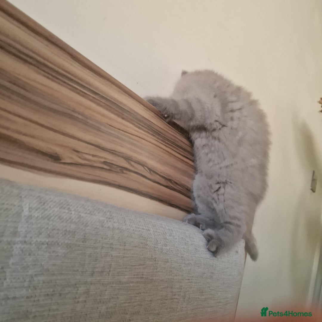 British Shorthair cats for sale: Gorgeous Kittens Ready to Find Their Forever Homes - Image 39
