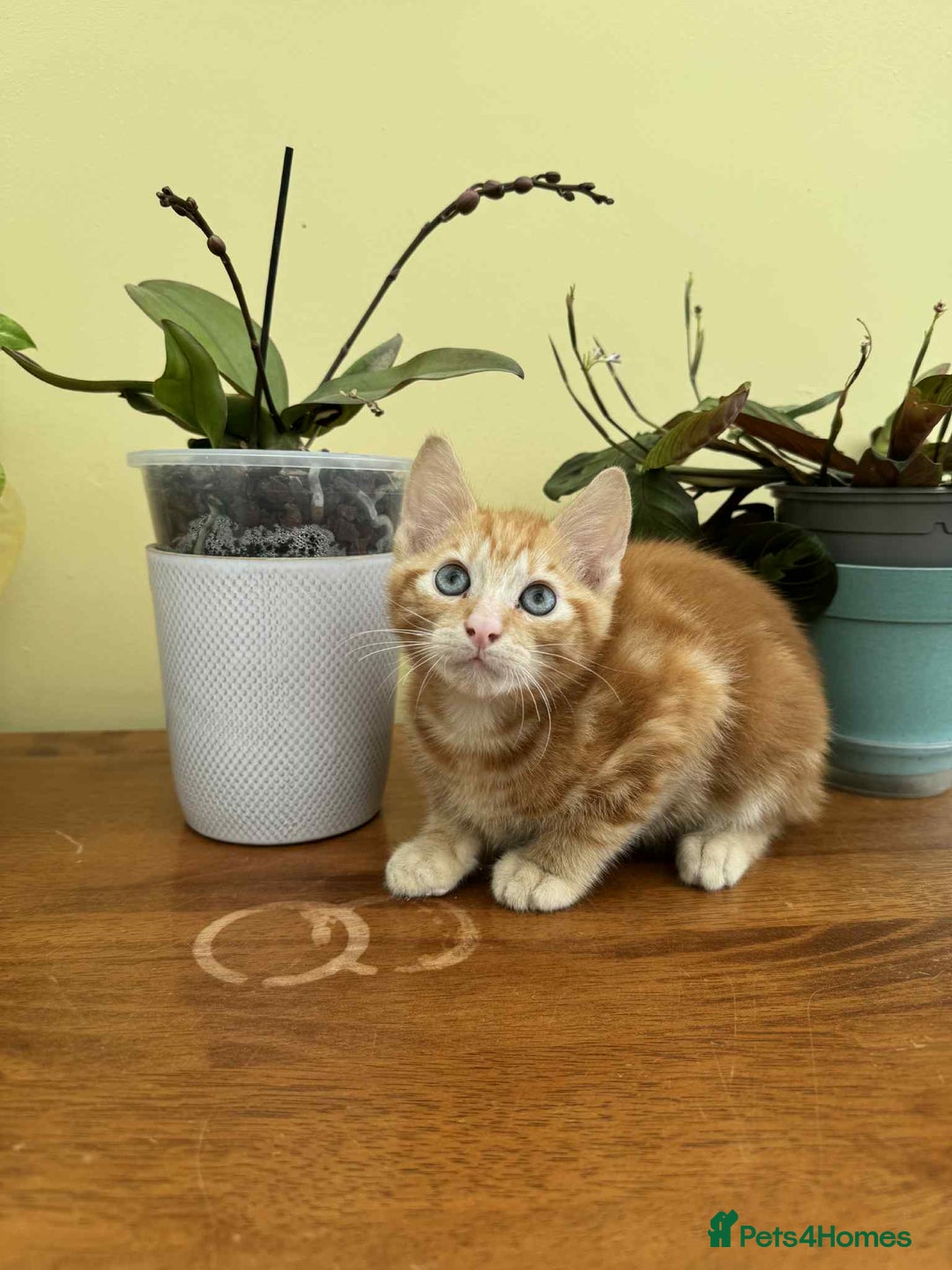 Maine Coon cats for sale: Maine coon cross kittens  - Image 16